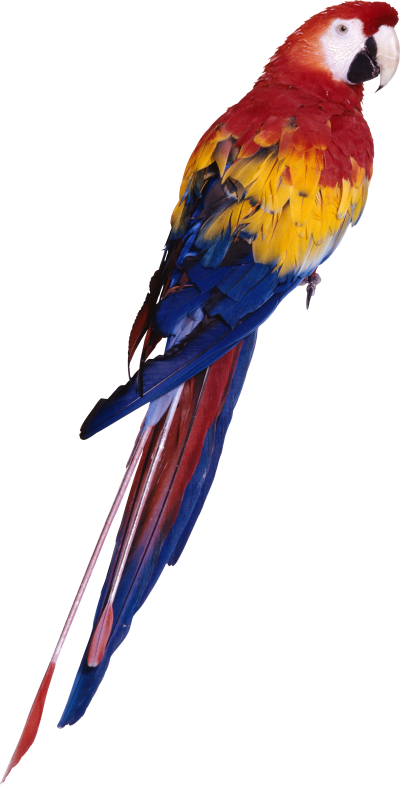 Parrot Transparent Icon PNG Images