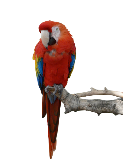 Parrot Picture PNG Images
