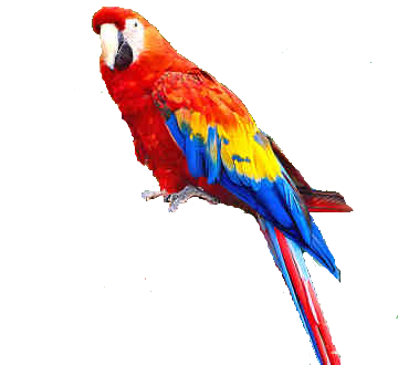 Parrot PNG Images
