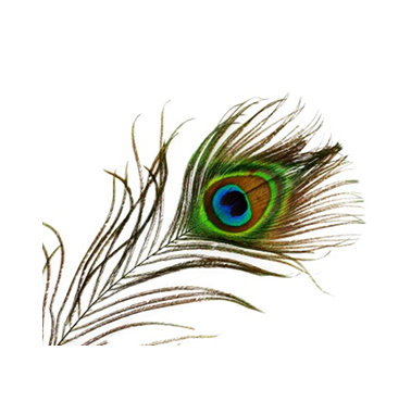 Download PEACOCK FEATHER Free PNG transparent image and clipart