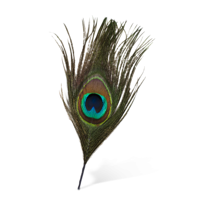 Download PEACOCK FEATHER Free PNG transparent image and clipart