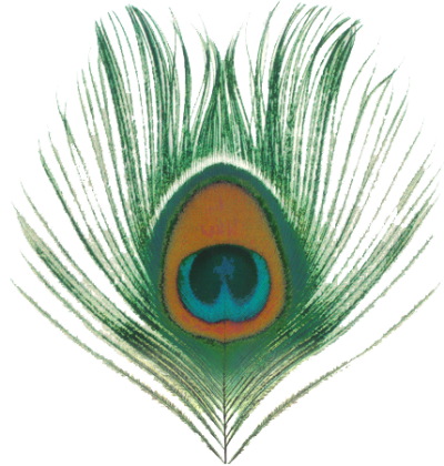 Peacock, Bird, Feather, Colorful, Eye, Png Transparent Images PNG Images