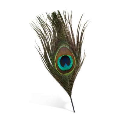 Peacock Feather Png PNG Images
