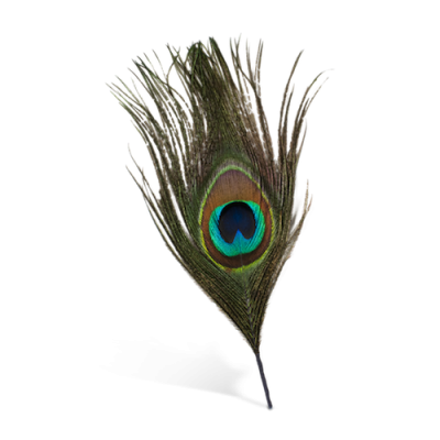 Download PEACOCK FEATHER Free PNG transparent image and clipart