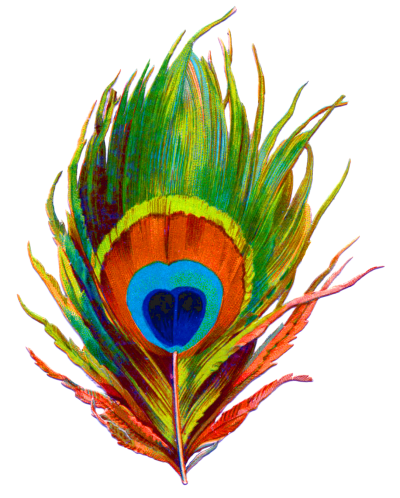 Download PEACOCK FEATHER Free PNG transparent image and clipart