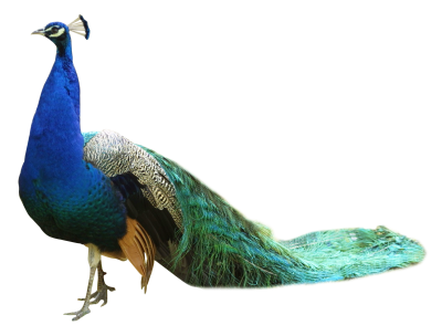 Peacock Transparent Image PNG Images