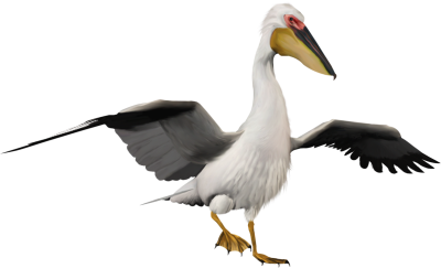 Birds Pelicans Images PNG Images