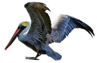 Blue Birds Pelicans Images PNG Images