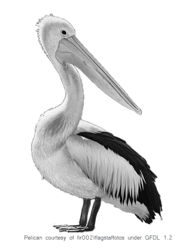 Fantastic Birds Pelicans Picture PNG Images