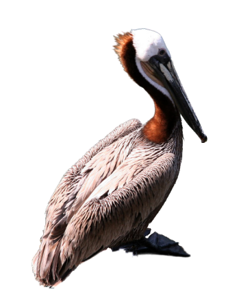 Graphics Pelican Png Clipart PNG Images