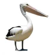 Natural Pelican Png PNG Images