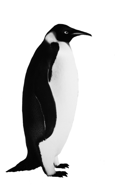 Penguin PNG Icon PNG Images