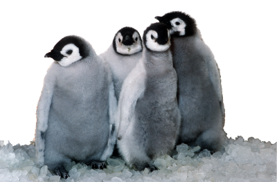 Penguin Transparent Picture PNG Images