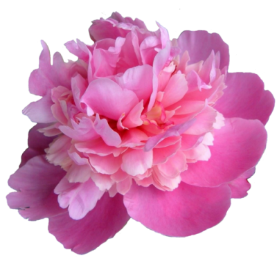 Single Peony Transparent Image PNG Images