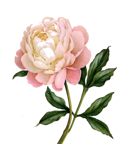 Download PEONY Free PNG transparent image and clipart