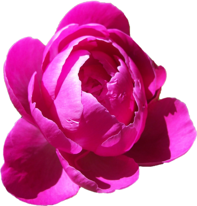 Pink Flower Peony Free Download PNG Images