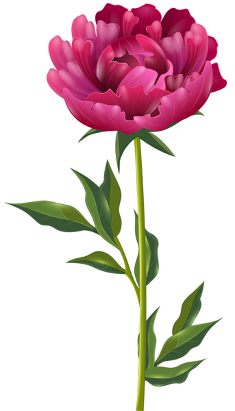 Peonies Transparent Picture PNG Images