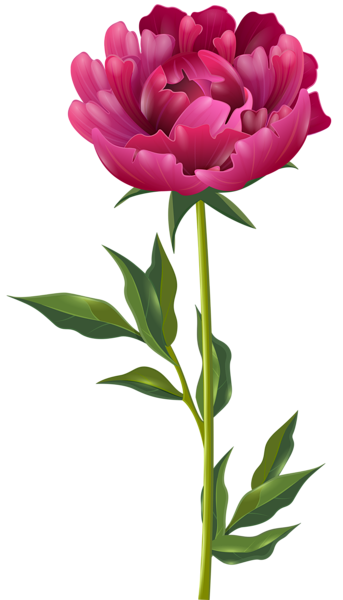 Download PEONY Free PNG transparent image and clipart