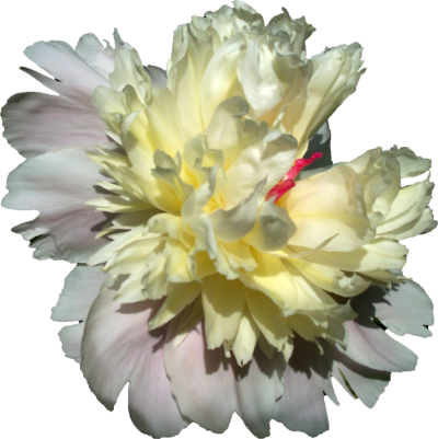 Peony Clipart PNG Photos PNG Images