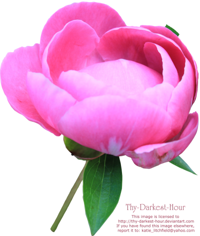 Peony Photos PNG Images