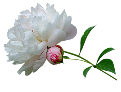 Peony PNG Picture PNG Images
