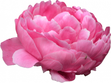 Download Peony PNG PNG Images