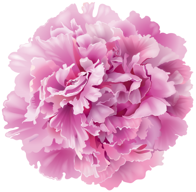 Pink Peony Background PNG Images