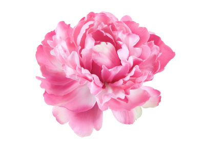 Peony Transparent PNG Images