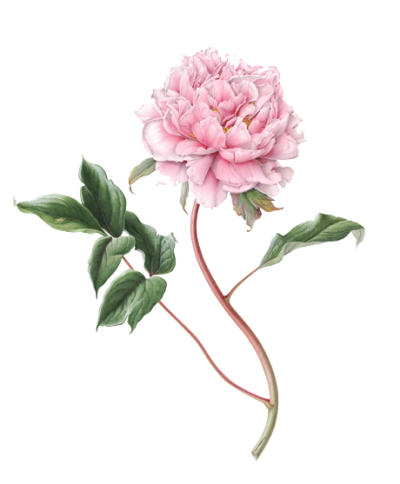 Peony Picture PNG Images