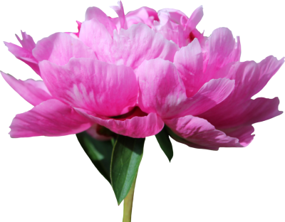 Peony HD Image PNG Images