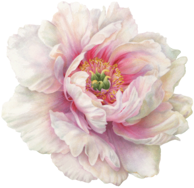 Download PEONY Free PNG transparent image and clipart