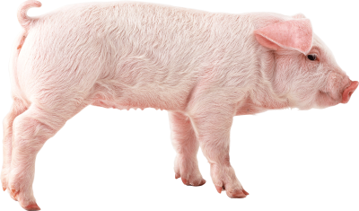 Side Looking Baby Pig Clipart Transparent Free PNG Images