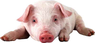 Pig Transparent Wallpaper PNG Images