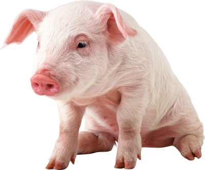 British Pink Pig Photo Hd Download PNG Images