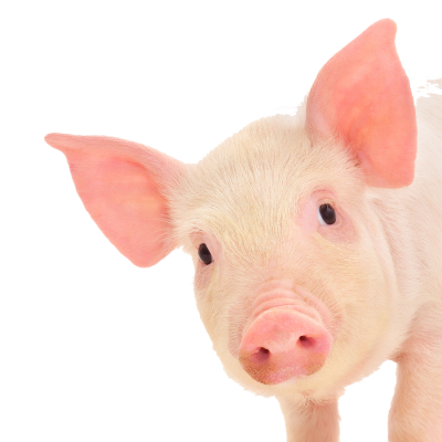Near Pig Face Free Download PNG Images