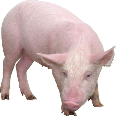 Grazing Pig Picture Hd Transparent PNG Images