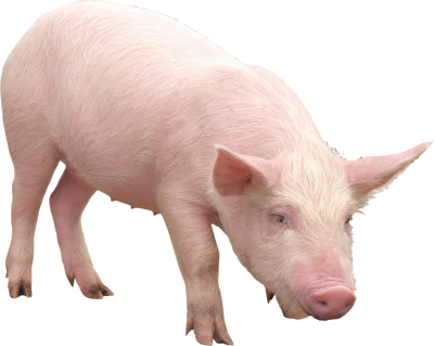 Quality Pig Png Photo Download, Animal PNG Images