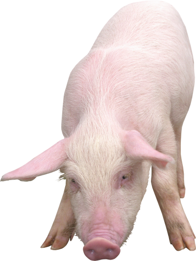 Real Pig Images Png Free Download PNG Images