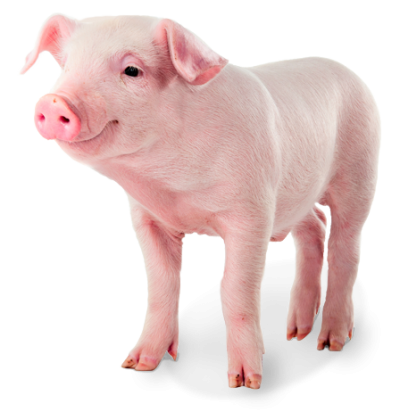 Smiling Hairy Pink Pig Png Photo Background PNG Images