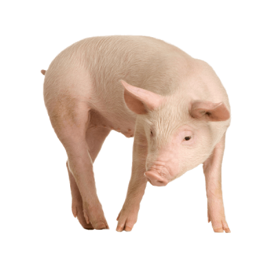 Walking Pig Png Free Download, Animal, Mammal PNG Images