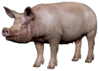 Great Muddy Pig Images Png Free, Dirty PNG Images