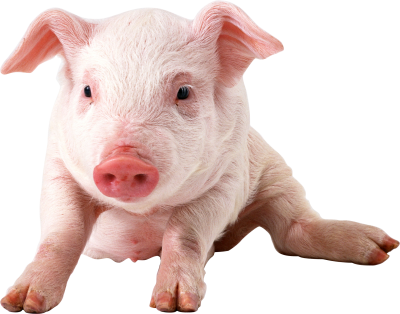Sitting Baby Pig Hd Photo Download PNG Images