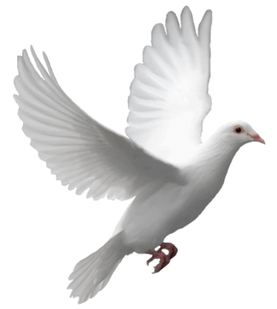 Pigeon Free Download Transparent PNG Images