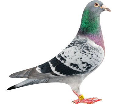 Pigeon Transparent Background PNG Images
