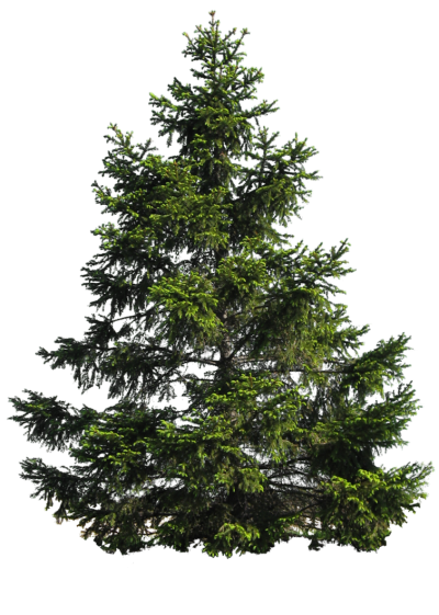 Pine Tree Free PNG PNG Images