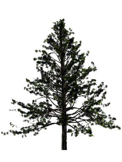 Pine Tree Transparent Background PNG Images