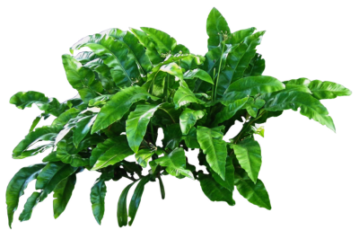 Leaf Plant Photos PNG Images