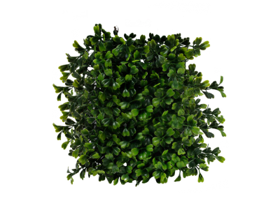 Plant Transparent Image PNG Images