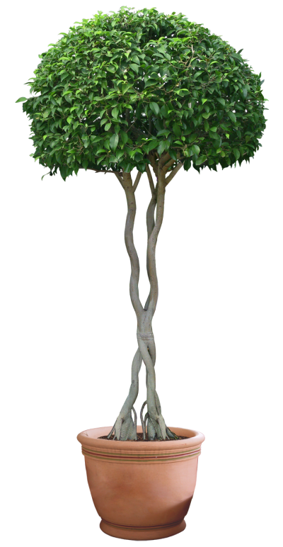 PLANT png images