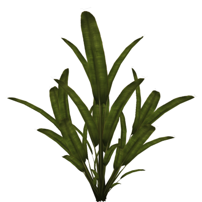 Palm Plant Clipart Photo PNG Images